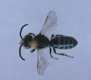 male sweat bee (Lassioglossum pavonotum)